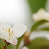 植物公園内温室の花（ヒメサザンカ）２０１７年4月
