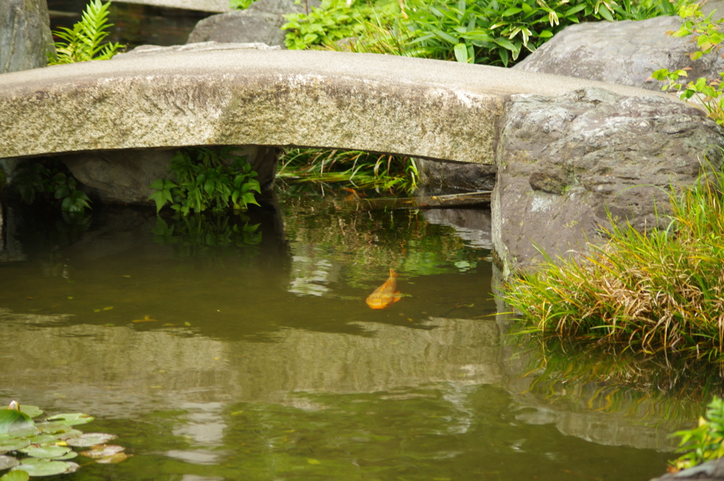 石橋と鯉