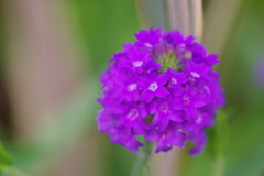 ハーブ園に咲いていた花