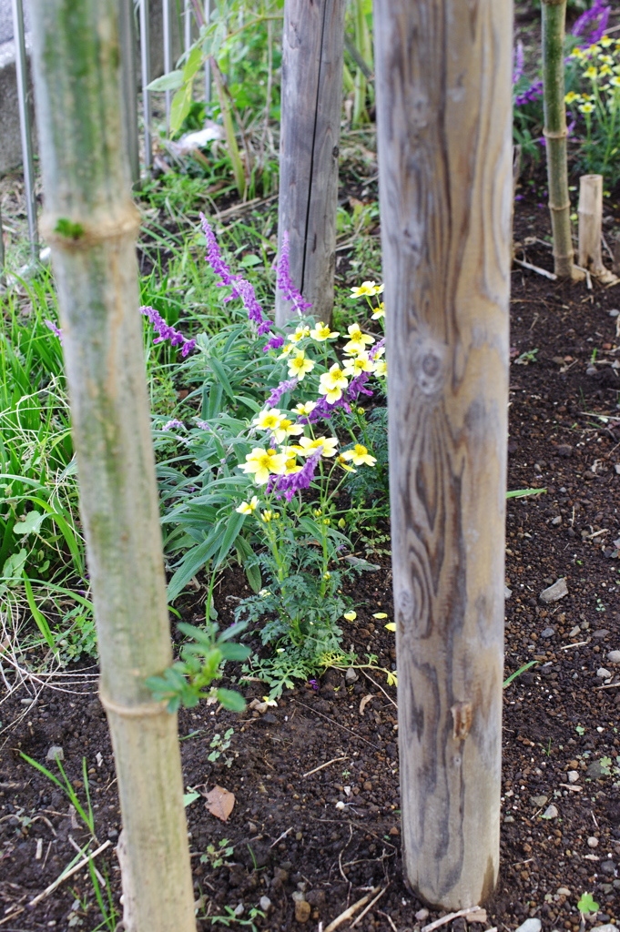 ウィンターコスモス