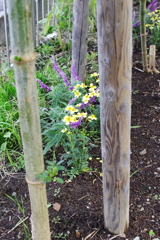 ウィンターコスモス