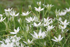 公園の花