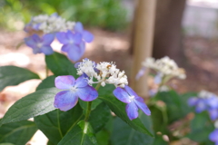 紫陽花２