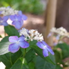 紫陽花２