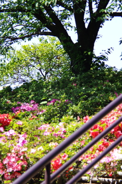 花と樹木