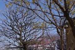 公園の風景２