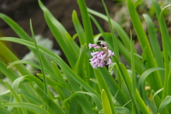 花のたば