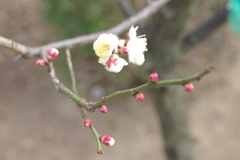 白梅と蕾