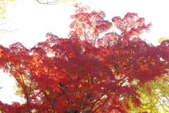 紅葉