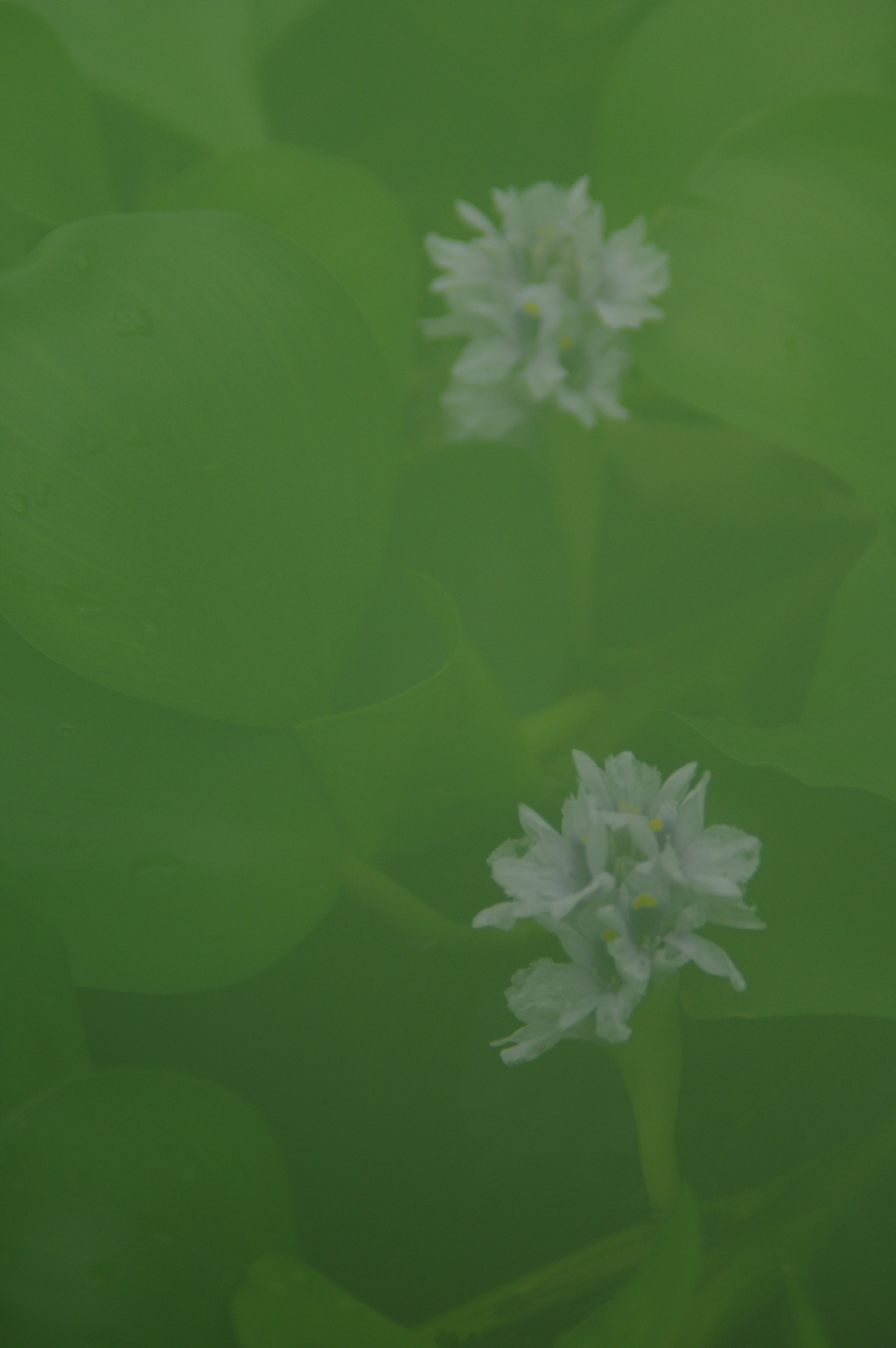 はな