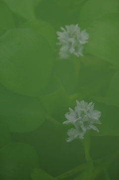 はな
