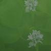 はな