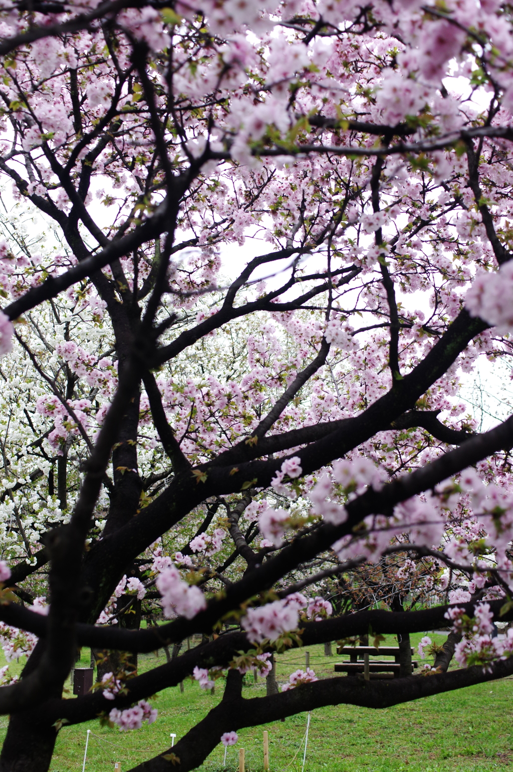桜　４