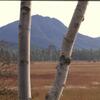 白樺と山（2000年10月8日）