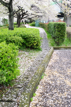 桜の落し物