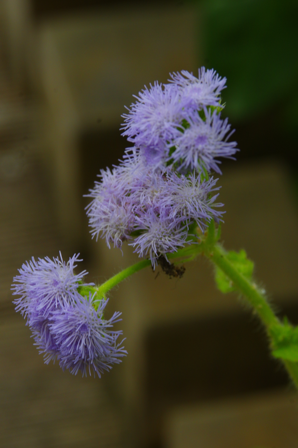 温室の花　２