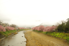 両岸に河津桜