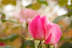 薔薇の香り