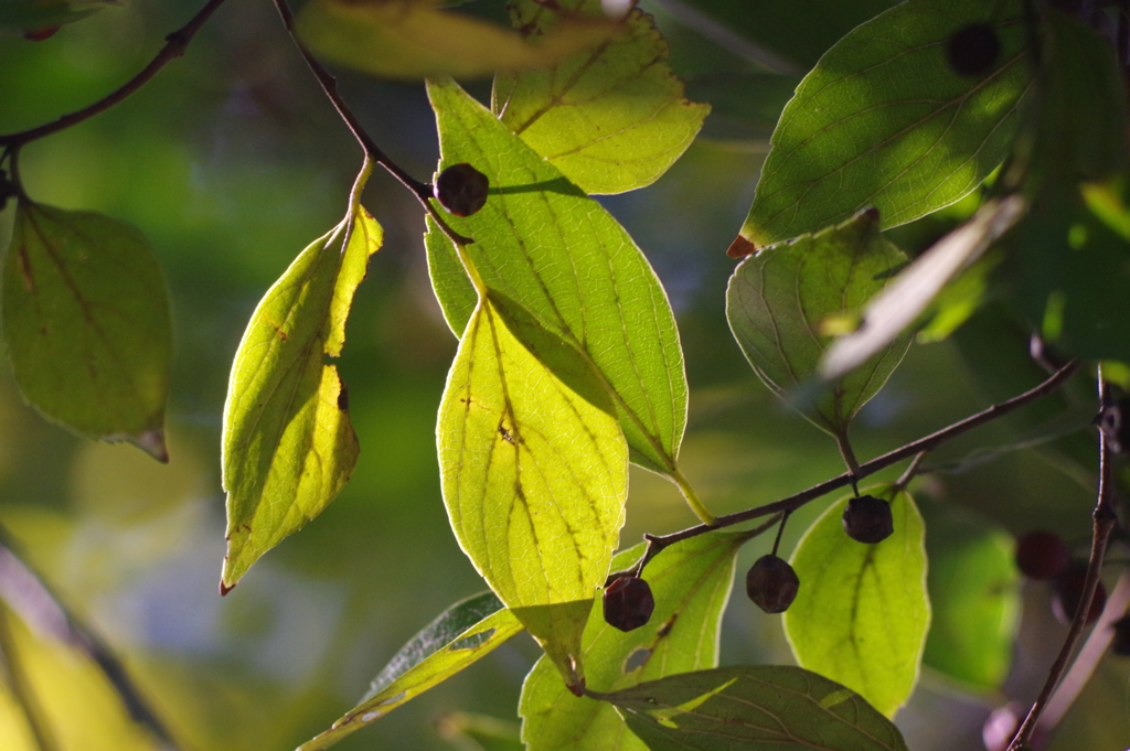 庭園美術館の庭　９