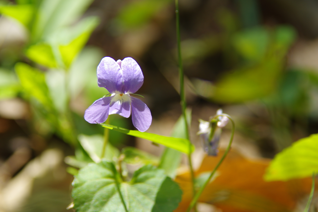 すみれ