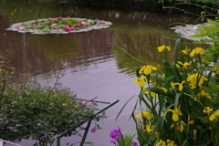 花と水面を華やかにする花々