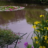 花と水面を華やかにする花々