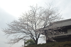 立派な桜の木