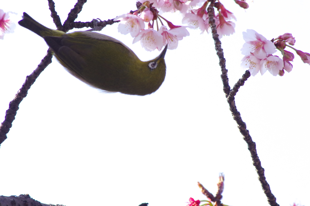 蜜を求めて