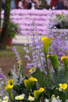 色とりどりの花