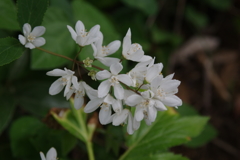 ハーブ園に咲く花