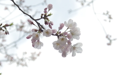 桜（アメリカ）