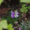 花２