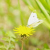 蜜をすう