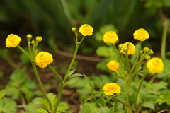 春の花