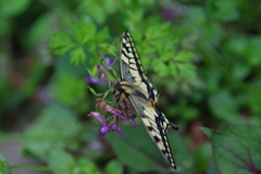 キアゲハ蝶