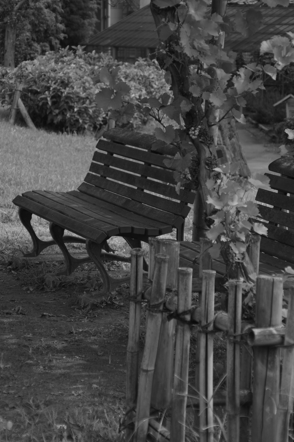 ブドウ棚下のベンチ