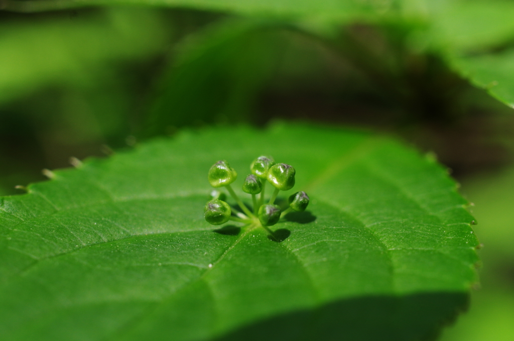 花筏　２