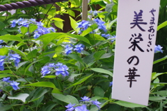 美栄の華２