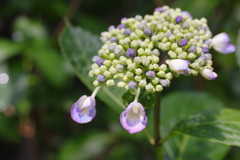 紫陽花
