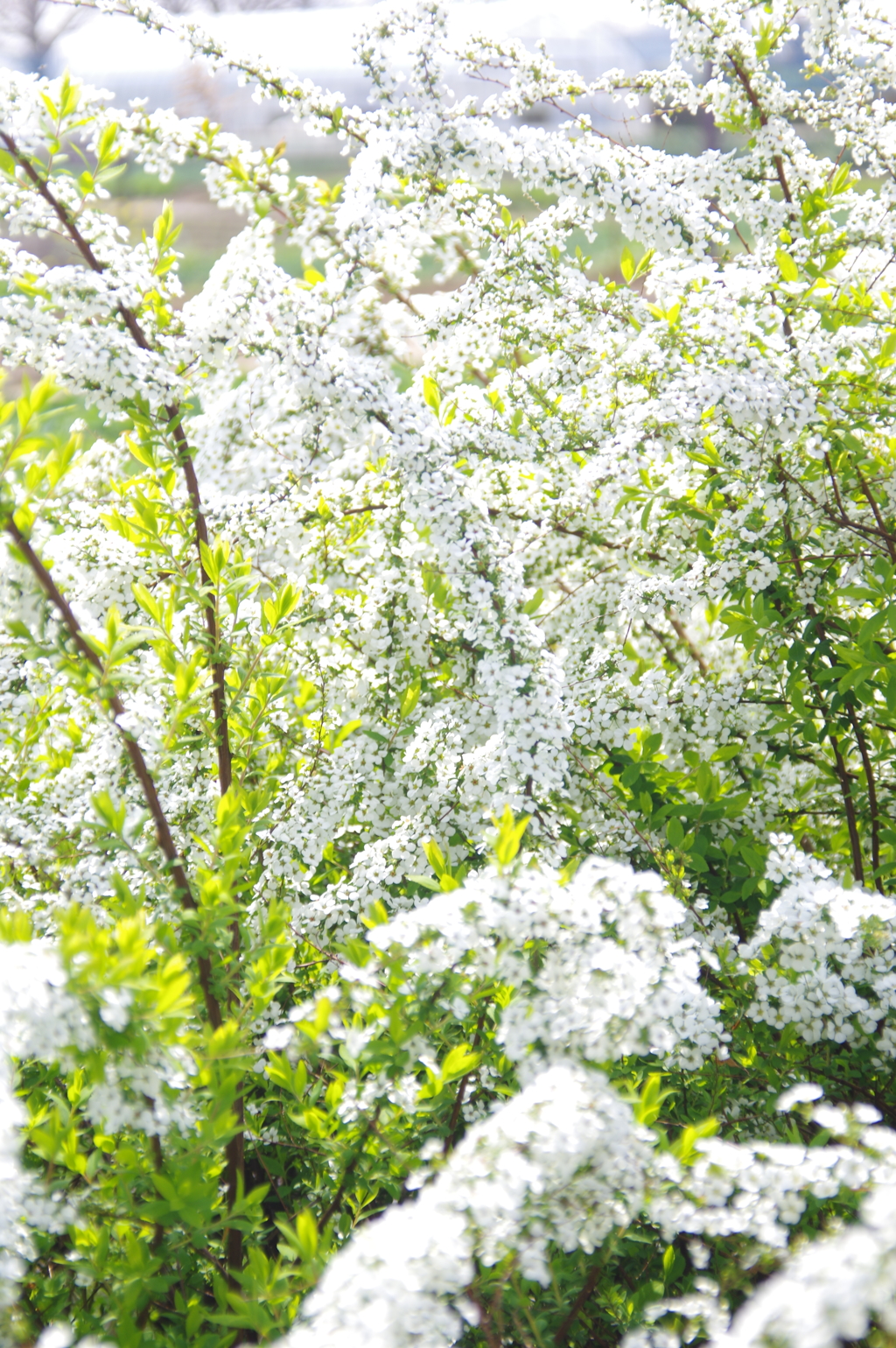 雪柳