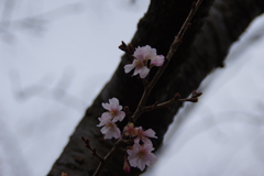 十月桜