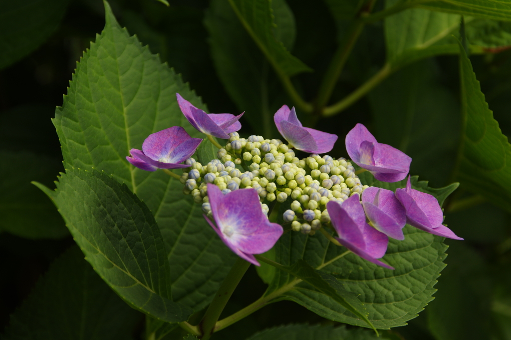 紫陽花