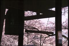 「ごぉーん」と桜