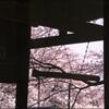 「ごぉーん」と桜