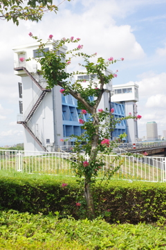 サルスベリと芝川門