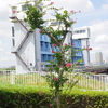 サルスベリと芝川門
