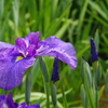 菖蒲　１４