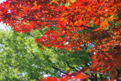 春紅葉