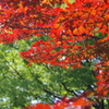 春紅葉