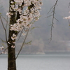 桜５